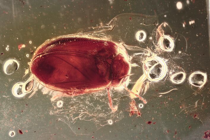 Detailed Fossil Marsh Beetle (Scirtidae) in Baltic Amber #367421